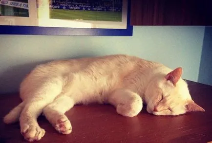 Пиометра при котки симптоми, лечение, превенция - murkote за котки и котки (симптоми) Пиометра при котки симптоми, лечение, профилактика - murkote за котки и котки