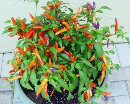 Pepper декоративна грижи у дома