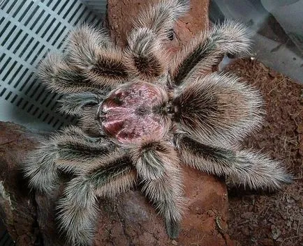 Spider тарантула начин на живот, хранене, размножаване