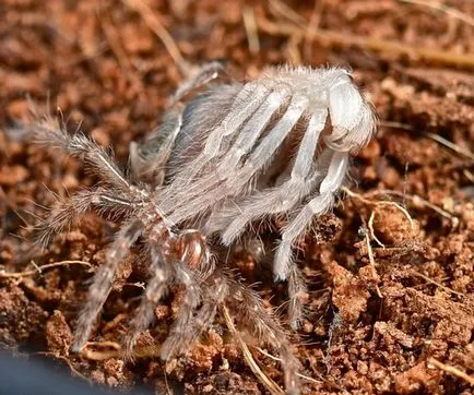Spider тарантула начин на живот, хранене, размножаване