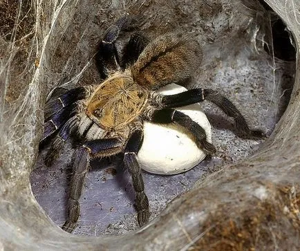 Spider тарантула начин на живот, хранене, размножаване