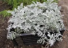 грижа Plumeria у дома, отглеждане на семена и резници (снимка)