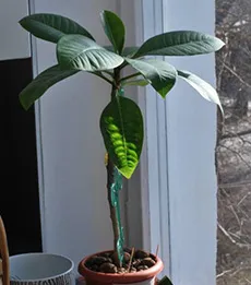 Plumeria грижи у дома