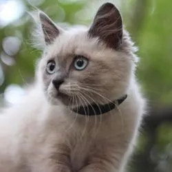 Защо котките urchat всичко за котки и котки с любов