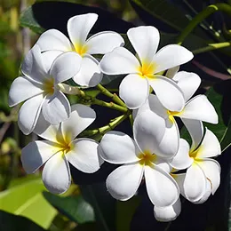 Plumeria грижи у дома