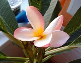Plumeria грижи у дома