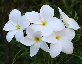 Plumeria грижи у дома