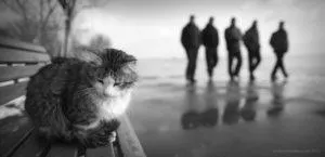 Защо котките напускат дома