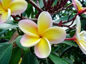 Plumeria - как да стигнете до цъфти в дома си, грижите и подрязване!