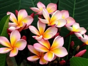 Plumeria - как да стигнете до цъфти в дома си, грижите и подрязване!