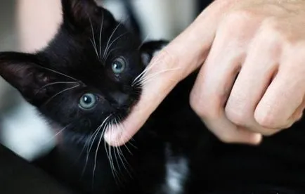 Защо котки хапки - Блог ветеринари - belanta (защо) Защо котки хапки - Блог ветеринари - belanta