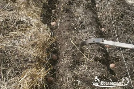 Ploskorez Фокина - правила за работа, структура, характеристика