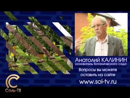 Защо не плодните ябълково дърво какво да правя, ако не се развиват по една година след засаждането се появяват ябълки