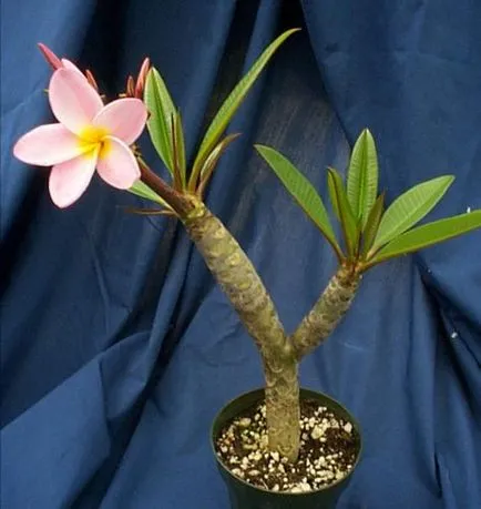 грижа Plumeria у дома, прехвърляне, размножаване, болест