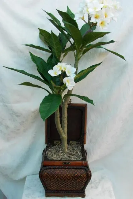 Plumeria у дома