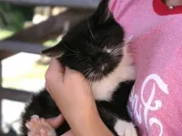 Защо urchat котки, това означава, че ако една котка murcit коте мърка, котка - кои са те (коте murcit) Защо urchat котки, това означава, че ако една котка murcit коте мърка котки - които са те