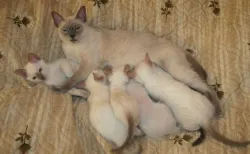 Защо urchat котки, това означава, че ако една котка murcit коте мърка, котка - кои са те (както urchat котки) Защо urchat котки, това означава, че ако една котка murcit коте мърка котки - които са те