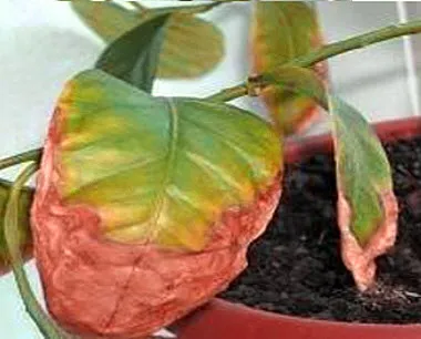 Защо сухи листа от саксийни растения (Dracaena, здравец)