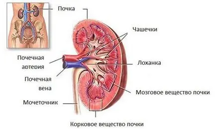 Лошите бъбреците симптоми оперира общо и локално (местно) Лошите бъбреците симптоми са общи и местна работа
