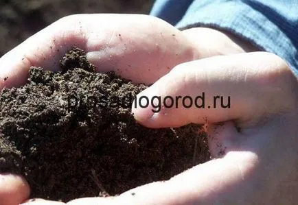 Защо е зелено земята в градината и покрита с разцвет, фото и видео