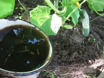 Торене краставици народни средства