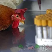 Пиещия за пилета с ръцете си от инструкции на производителя пластмасова бутилка