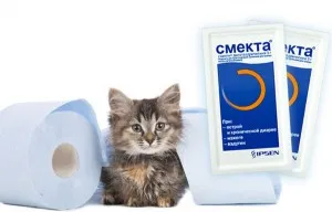 Диария с кръв в коте, какво да правят и как да се отнасяме
