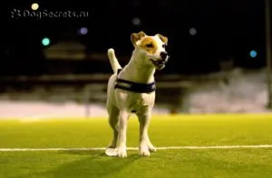 Порода малки кучета със снимки