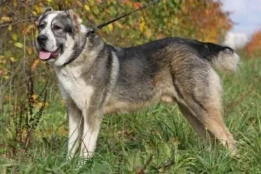 Развъдник за кучета порода