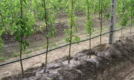 Поливане ябълка - как да се създаде график за грижа по време на плодните видео