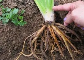 Правилно засаждане и грижи за daylilies в открито поле