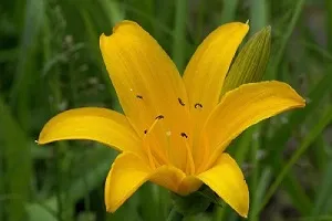 Правилно засаждане и грижи за daylilies в открито поле