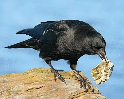 за да пропее знаци - това прогнозира черен пернат (Raven) Признаци за врани - това прогнозира черен пернат