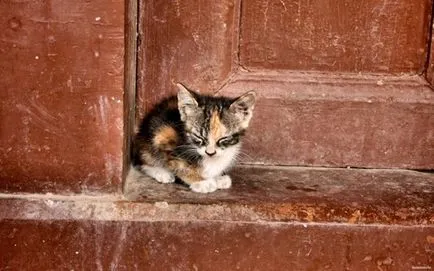Признаци за котките - най-честите суеверия (суеверие) Признаци за котките - най-честите суеверия
