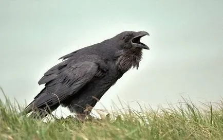 за да пропее знаци - това прогнозира черен пернат (Raven) Признаци за врани - това прогнозира черен пернат
