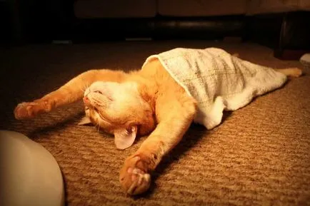 Забавни и смешни снимки на котки и котки спят