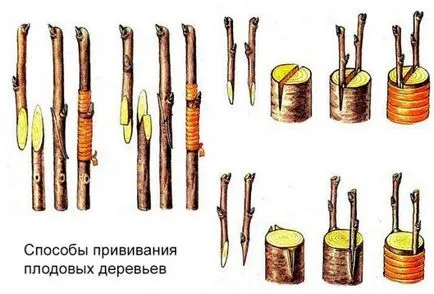 Присаждане на дървета стъпка по стъпка снимки (присаждане на овощни дървета) Присаждане на дървета стъпка по стъпка снимка