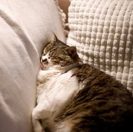 Забавни и смешни снимки на котки и котки спят