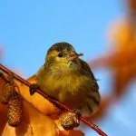 Bird скатия (55 снимки) съдържание на пойни птици у дома, изглежда като