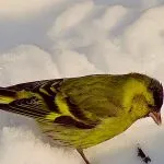 Bird скатия (55 снимки) съдържание на пойни птици у дома, изглежда като