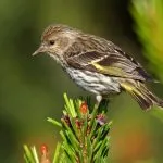 Bird скатия (55 снимки) съдържание на пойни птици у дома, изглежда като