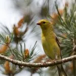 Bird скатия (55 снимки) съдържание на пойни птици у дома, изглежда като