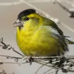 Bird скатия (55 снимки) съдържание на пойни птици у дома, изглежда като