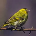 Bird скатия (55 снимки) съдържание на пойни птици у дома, изглежда като