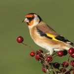 Bird скатия (55 снимки) съдържание на пойни птици у дома, изглежда като