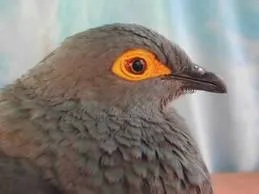 А птица отлетя в къщата или прозорец