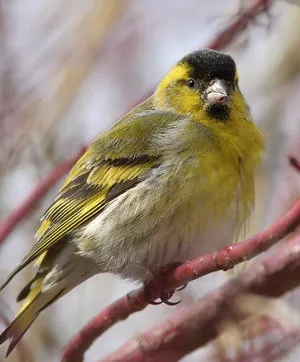 Bird скатия съдържание пойна птица в плен