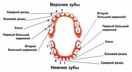 Никнене на млечни зъби симптоми в кучешки зъби на децата какво да правите, ако зъбите на изкачване кучешки (зъби режат на детето) Изригване на кучешките зъби на децата в симптомите, какво да направите, ако зъбите на изкачване на очите