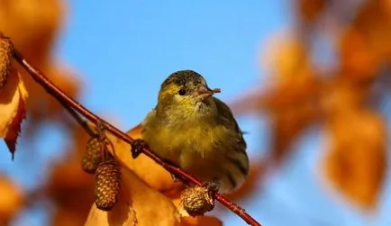 Bird скатия (55 снимки) съдържание на пойни птици у дома, изглежда като