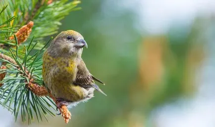 Bird описание кръсточовка, поддържане и грижа в дома, снимки